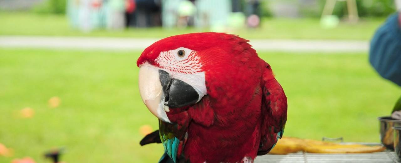 "STROM PRO BARUŠKU"