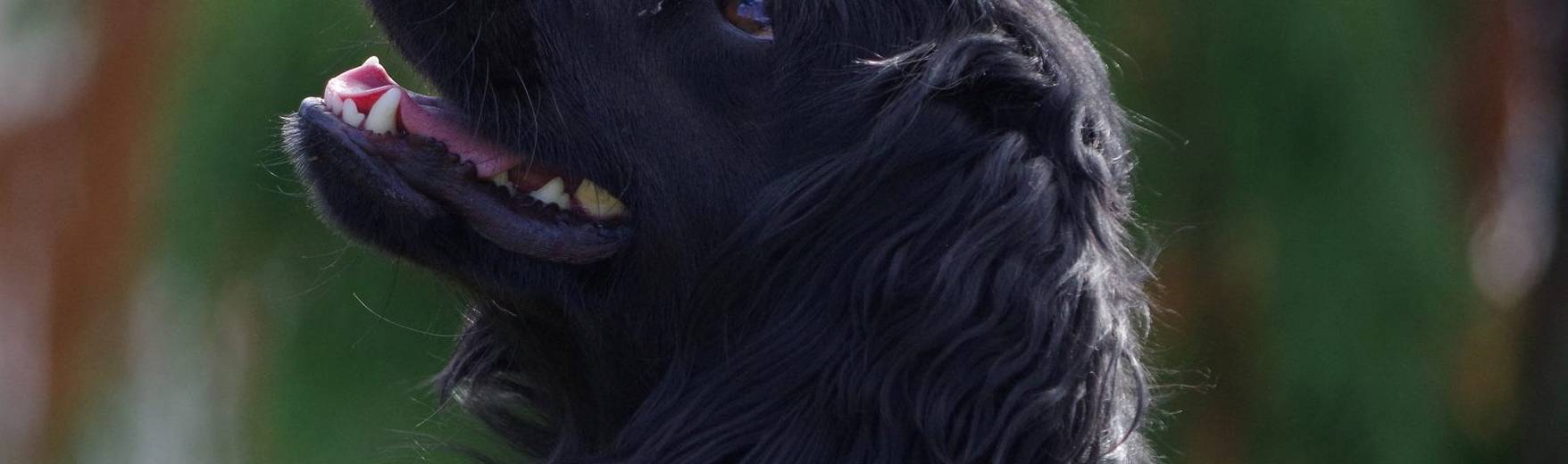 Sbírka pro psí útulek