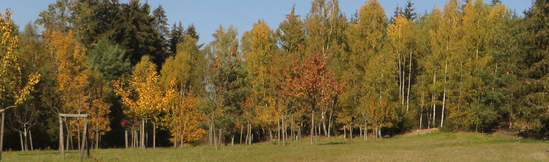 Kosí potok - sázení stromů