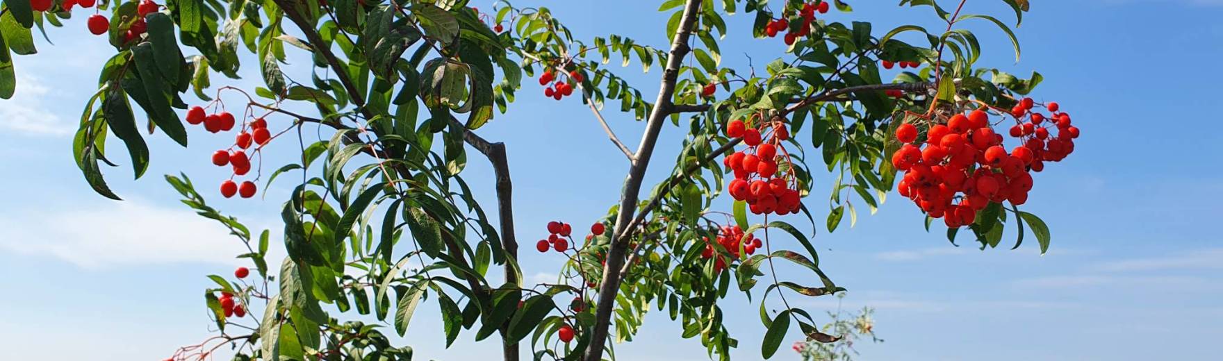 Brigáda ve stromořadí