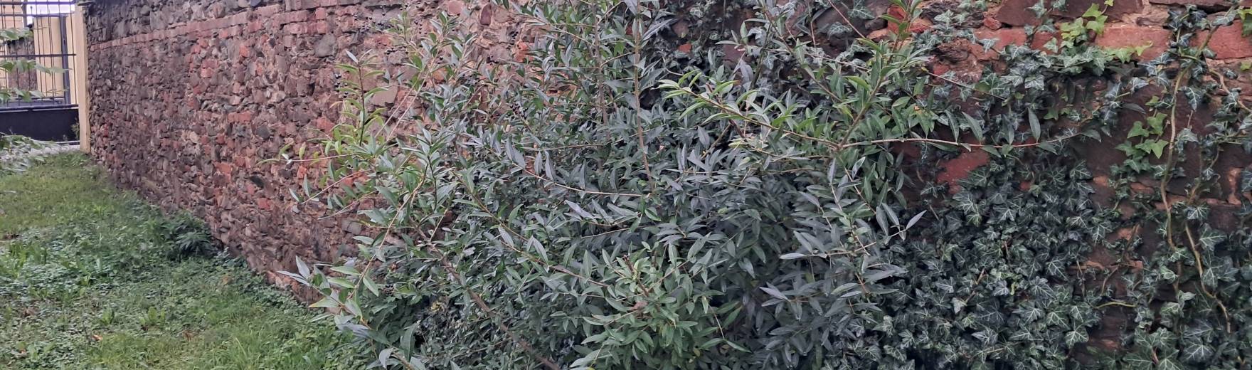 Údržba zámecké zdi