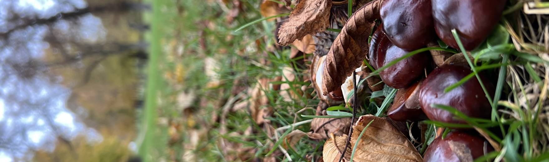 Sběr kaštanů pro lesní zvěř