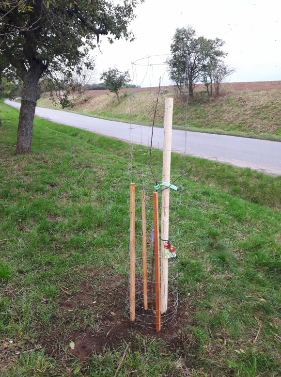 Za obec zelenější - dokončení prořezání jabloňové aleje v podél cesty na Kamence