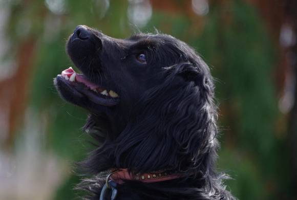 Sbírka pro psí útulek