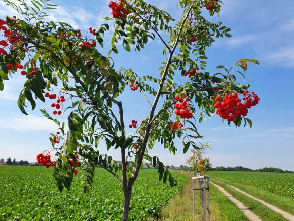 Brigáda ve stromořadí