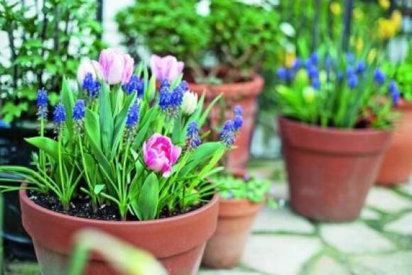 sázení cibulovin u školy