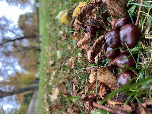Sběr kaštanů pro lesní zvěř