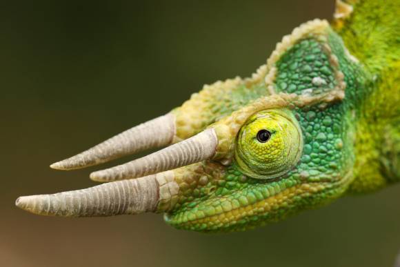 Blíž přírodě v Zooparku Zájezd 2026